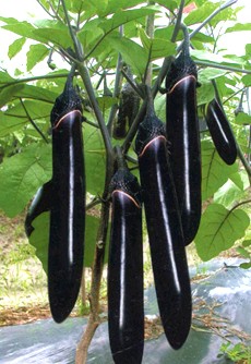 茄子使用效果